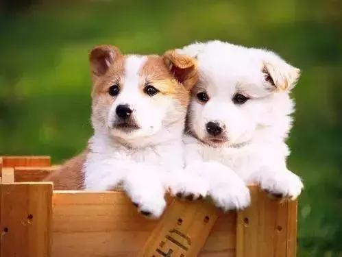 需要接种狂犬病疫苗的情况是什么? 需要接种狂犬病疫苗的情况是什么?