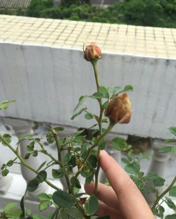 月季长新芽花苞 要预防 1种虫害 否则叶子卷 花苞黑