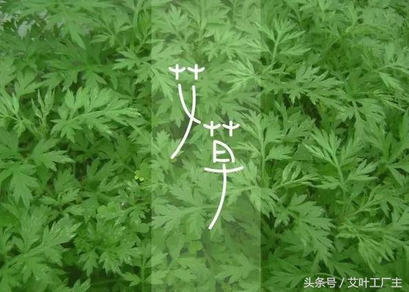 自从种植了艾草之后 我越来越崇拜这种植物了