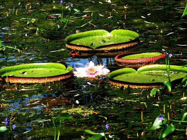 从 别名 来细品王莲的特别之处 每个名称都能