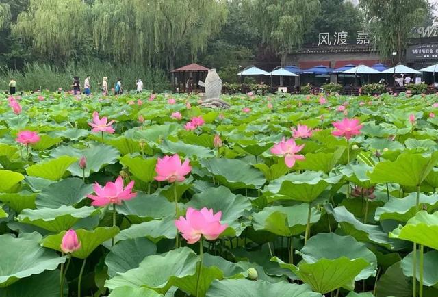 一位普通北京市民的 帝都赏花心得