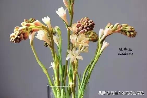 常用花材中英文对照图鉴 常用花材中英文对照图鉴