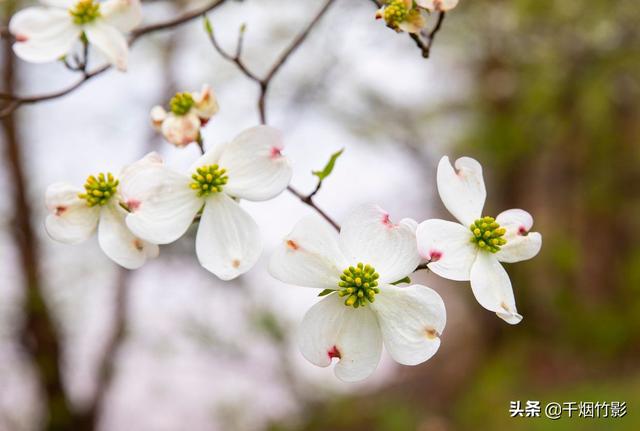 四照花 美国家庭喜爱的庭院花木它的 花朵 也美丽