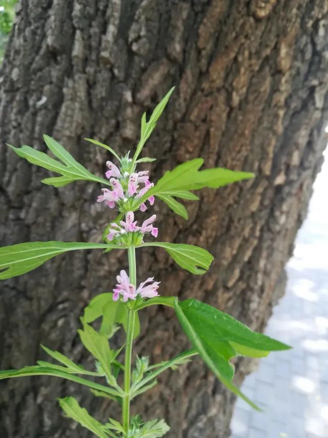 用作中药的常见野草 你认识几种 这种野草为中国带