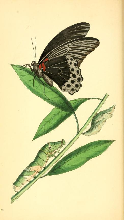 燕舞蝴蝶画纷飞 野草辞别时似春