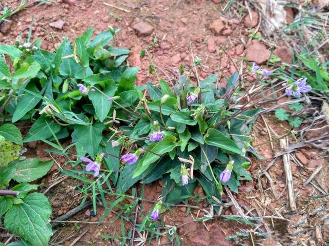 农村随处可见的野花 开花呈深紫色 名叫紫花地丁 你认识