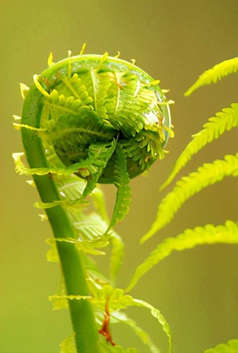 蕨菜图片功效与作用