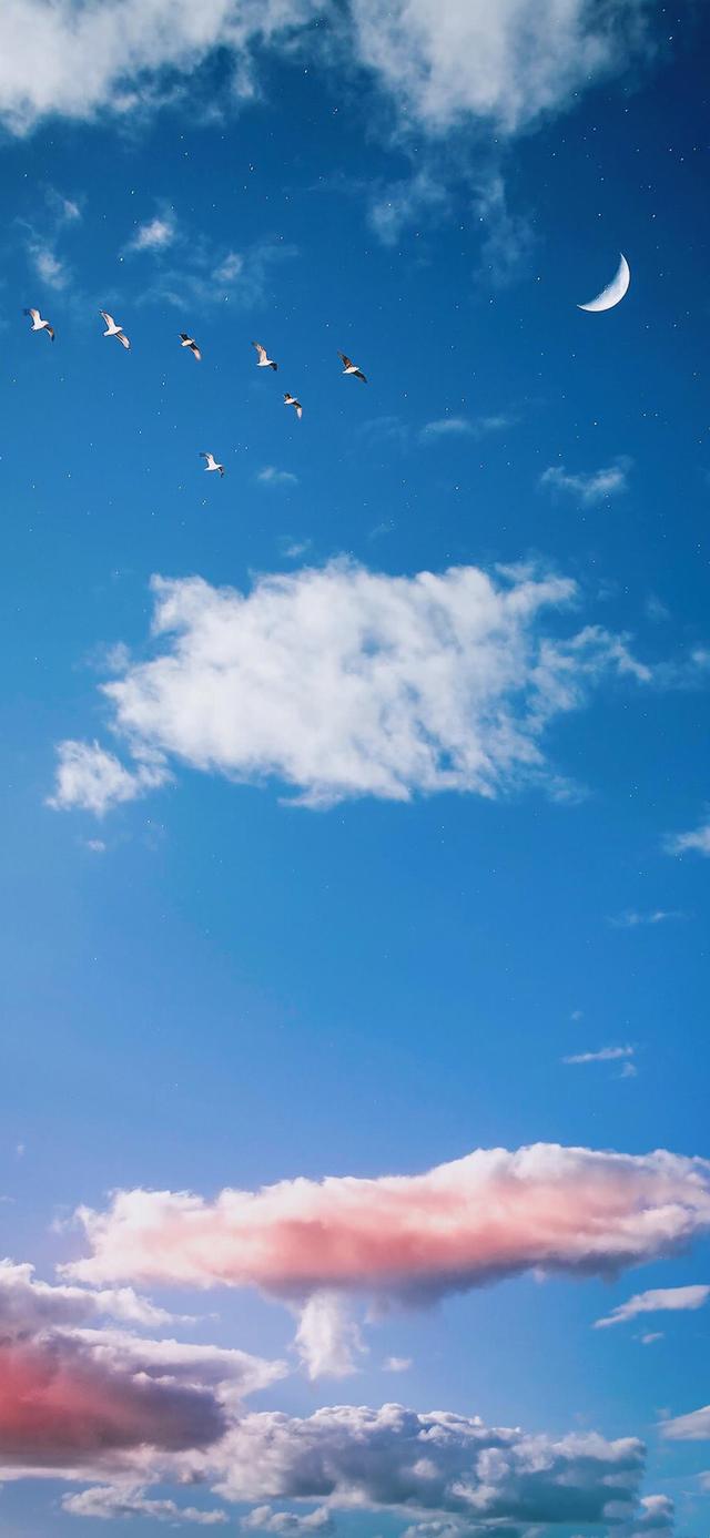 壁纸 月遇从云 花遇和风