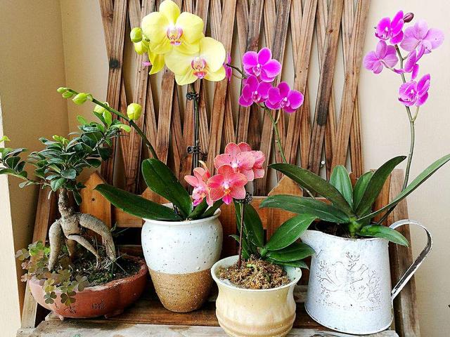 4种 常见花 名字带 贵气 家里养一盆 寓意很吉利 今日头条