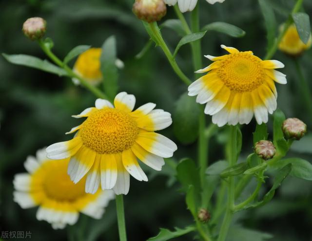 您的专属生日花是什么 花语来历 感兴趣的来看看 1