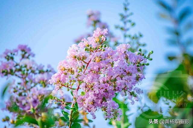 六月美丽绚烂的紫薇花 清新淡雅 蓝色天空下紫粉色的花朵很美 今日头条