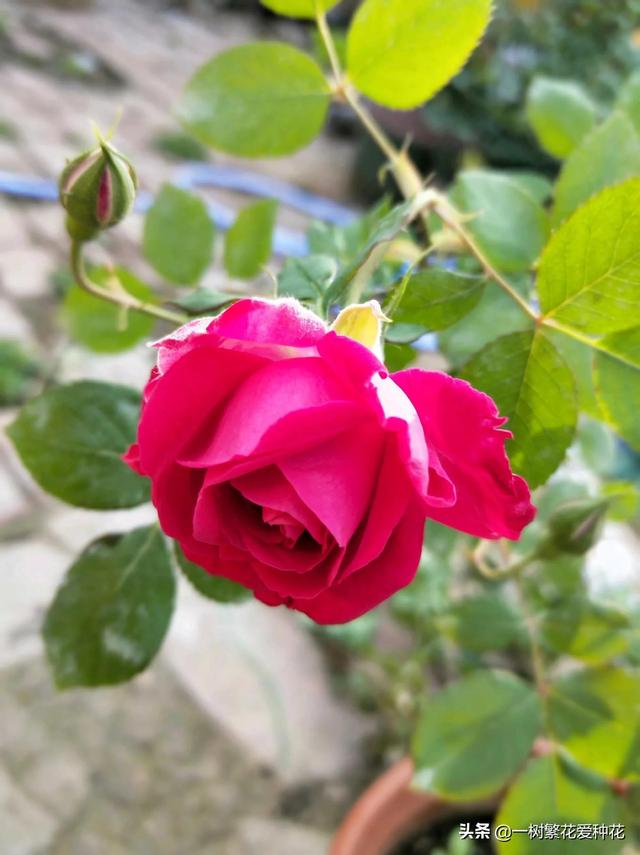 12种有挥发性香味的月季 其优缺点 我详细为你道