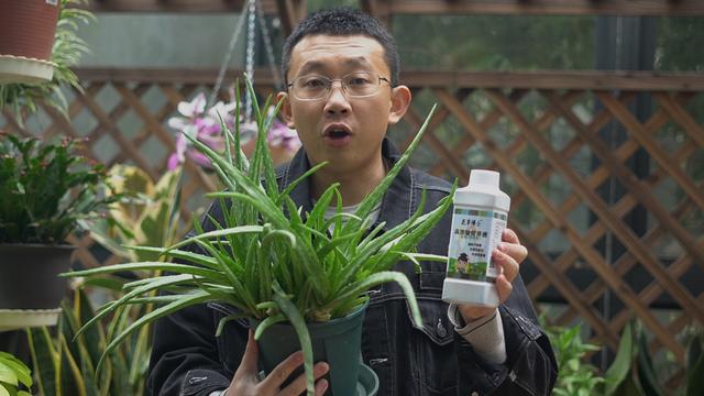 冬天养花 给盆里浇灌 1种液体 花草 叶绿 新芽多 今日头条