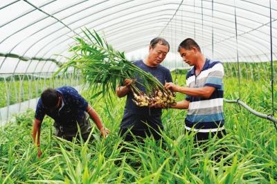 苦瓜套种生姜效益好 但要掌握栽培技术 菜农总结出经验供参考