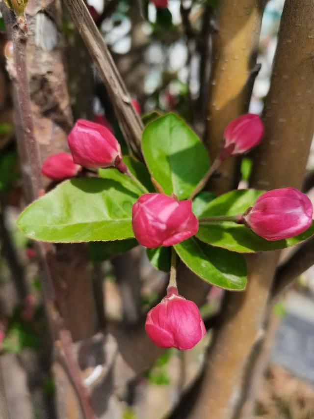 柳绿花红春意浓