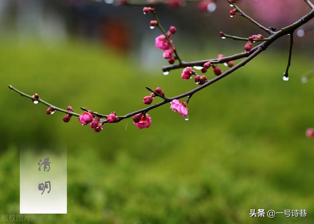 与清明节有关的古诗 经典不过这四首 有多少人背得 与清明节有关的古诗 经典不过这四首 有多少人背得