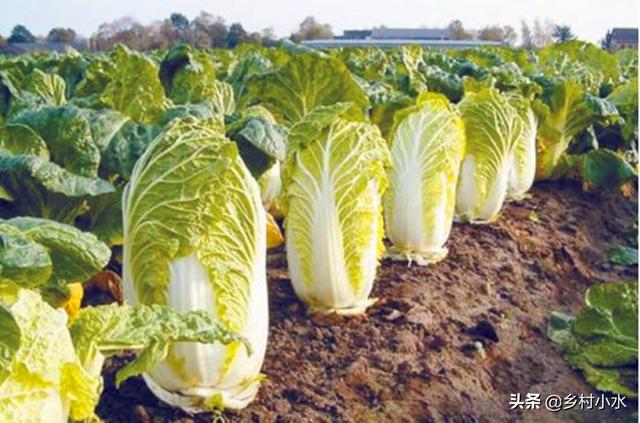 秋白菜种植要高产 别忽略了这4点 做好了苗壮