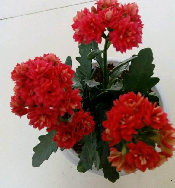 常见的长寿花名字 一