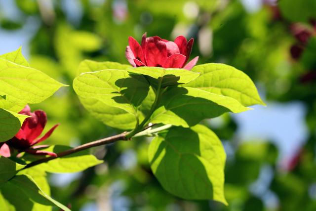 赏阅之花 夏腊梅