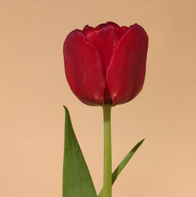 初夏 花开花谢 皆是缘分