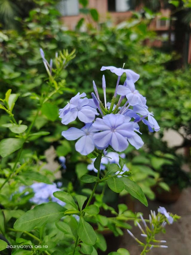 蓝雪花 白花丹科蓝雪花属 多年生草本