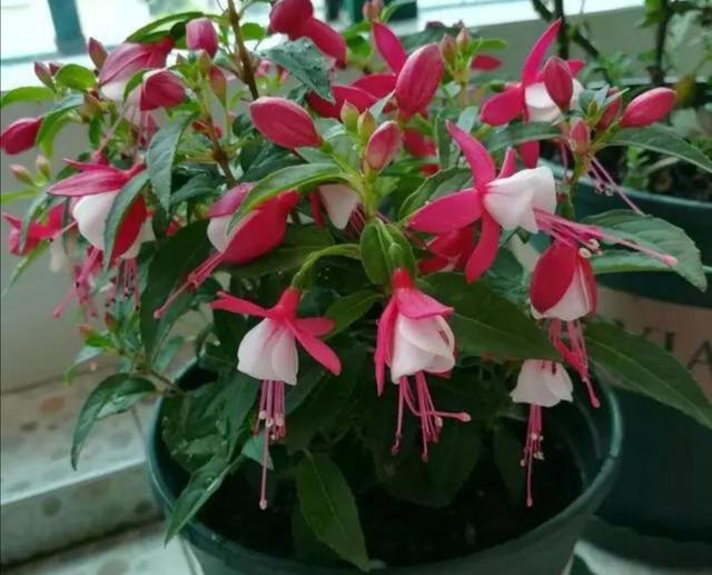 6月光线越来越强 七种 怕晒 的花 家里要有