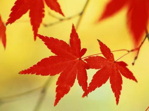 红叶题诗结良缘一一流红记 唐代传奇故事