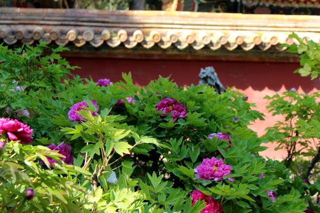 天下无双品 人间第一花 故宫博物院的牡丹比景山还要好看