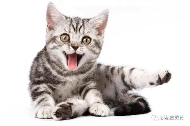 新私塾 喵星人还有这么多英语知识