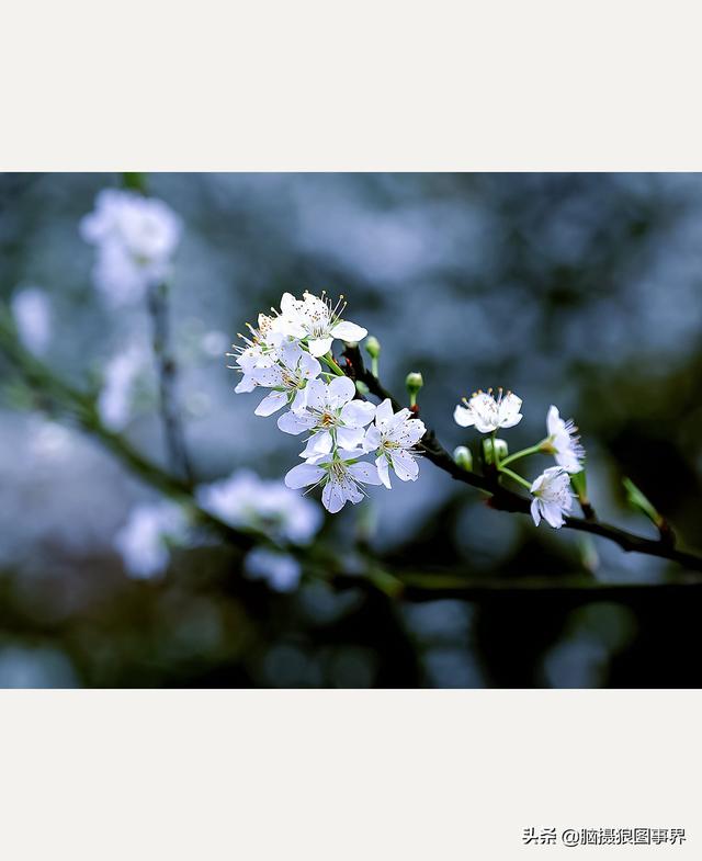 纯黑色背景的花卉照 真的更高级吗 分享21张深色