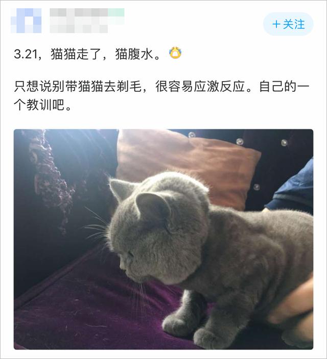 我怕猫太热，所以给猫剃了毛