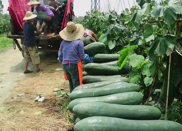 冬瓜怎么种植才有六七十斤重呢 掌握这套好方法