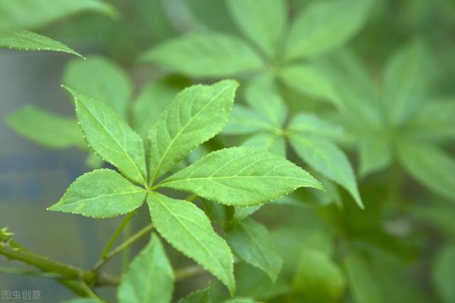 农村有种野生植物 叫做 刺五加 是治疗祛风湿的良药