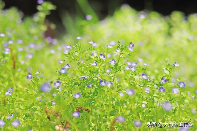 路边那些常见却叫不出名字的野花