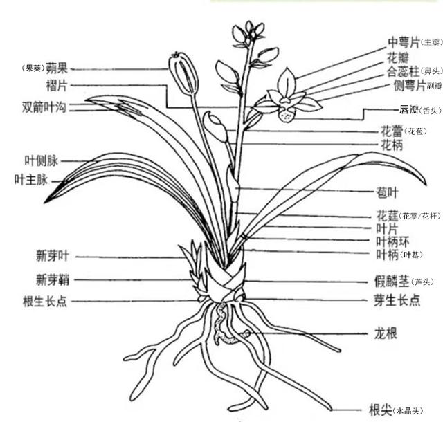 一张图认识兰花各部位名称 新手必看