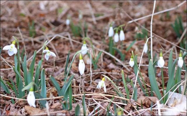 寒冬开到早春的4种应季宿根草 让你整个冬季照样有花看